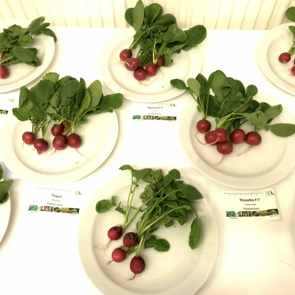 Der Salat, der aus der Kälte kam