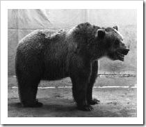 burkhard_braunbär