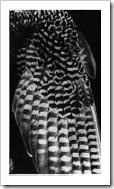 burkhard_vogel