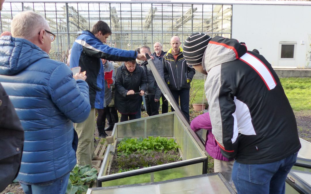 Der Salat, der aus der Kälte kam